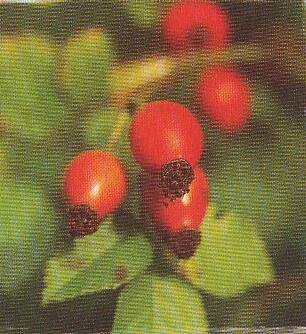 JT Kräuter Hagebutte.jpg